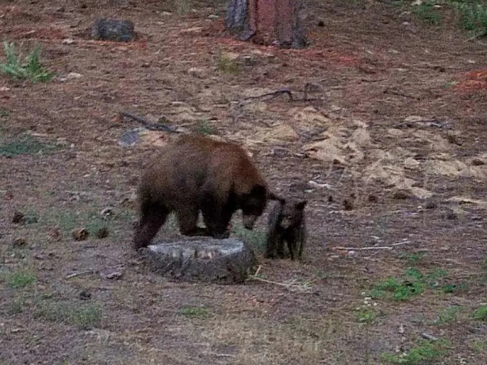 The Knotty Bear - Three Bedroom Home South Lake Tahoe USA